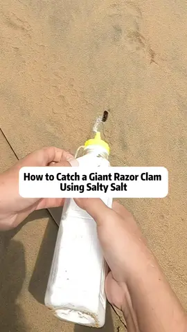 How to Catch a Giant Razor Clam Using Salty Salt | Amazing Clam Digging Technique If you've ever wondered how to catch the legendary King Razor Clam, this video shows you the ultimate technique! It all starts when you spot a half-meter-long water spout on the beach. Nearby, you'll find small mysterious holes - these are the clam's escape routes. The secret weapon? Salt! By sprinkling very salty salt into the hole, the clam gets irritated and starts to rise to the surface. But it's tricky - the clam senses danger and quickly retreats. That's when patience and skill come into play. You must dig carefully, cut off its escape path, and keep following the holes as they appear and disappear. Once the clam finally peeks out, you need quick reflexes to grab it before it slips back underground. These razor clams can be huge, and pulling one out feels like a big victory! This technique, often used by experienced seafood gatherers, requires focus, speed, and a bit of muscle power. For those who love beach foraging, seafood adventures, and traditional clam digging tricks, this is the ultimate guide. Watching the process is so satisfying - you can almost feel the excitement of the catch! Make sure you save this video if you want to learn this rare but effective method. If you enjoy unique ocean adventures, like and share this video to spread the joy of coastal traditions! Follow for more amazing seafood and fishing hacks. #nature #animals #beachlife #fishingtips #razorclam 