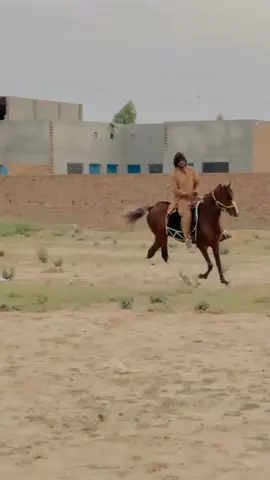 #_ahmadkhan14 #bittianhorse #bittianhorseclub 