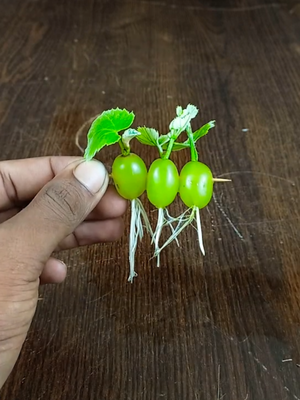 #grape #fruit #plantslife 