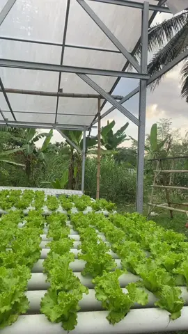 Absen sore #petaniindonesia🇮🇩🇮🇩🇮🇩🌿🌿 #paketgreenhouse #pakethidroponikpemula #seladahidroponik 