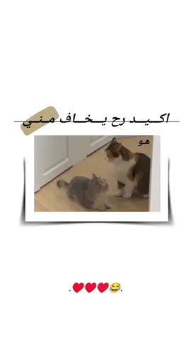 ما يخاف#🥺💔🥀  #تصميمي❤️  #حبيبي❤️  #و #خطيبي_حبيب_عمري❤️🔗 