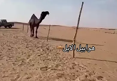 #الأبل #اكسبلور  #you #fpy #dúo