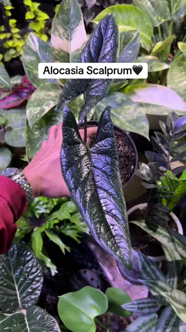 Alocasia Scalprum🖤 #alocasiascalprum #foryou 