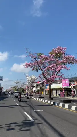 Aku jatuh hati pada bunga yang tak pernah bisa kupetik—ia indah, tapi bukan untukku. Setahun menunggu, tabebuya mekar juga. Tapi hati ini sadar, tak semua yang dinanti akan benar-benar jadi milik kita~ #wisatamagelang #magelang24jam #tabebuya #bungatabebuya #japanvanmagelang
