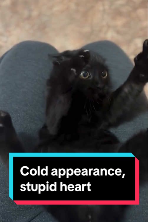 Cold appearance, stupid heart🥰🥰#funny #funnyvideos #foryou #haha #fun #tiktok #fyp #cats #catsoftiktok #cute #blackcats 