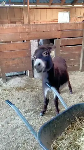Happy donkey #happy #happyanimals #funnyvideos #cute #donkey