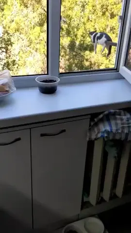 Cats can sleep anywhere except their beds #catsoftiktok #catlover #funny #funnyvideos #foryou #fypage #fypシ #funnycat #funnytiktok #cats 