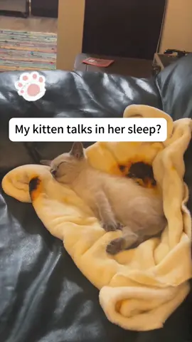 #cat#funny#catsoftiktok#sleep