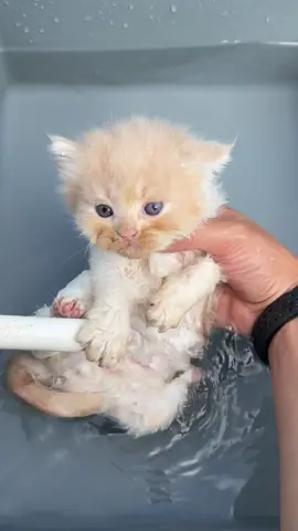 Cerita si gaplek #anakkucing #kucinglucu 