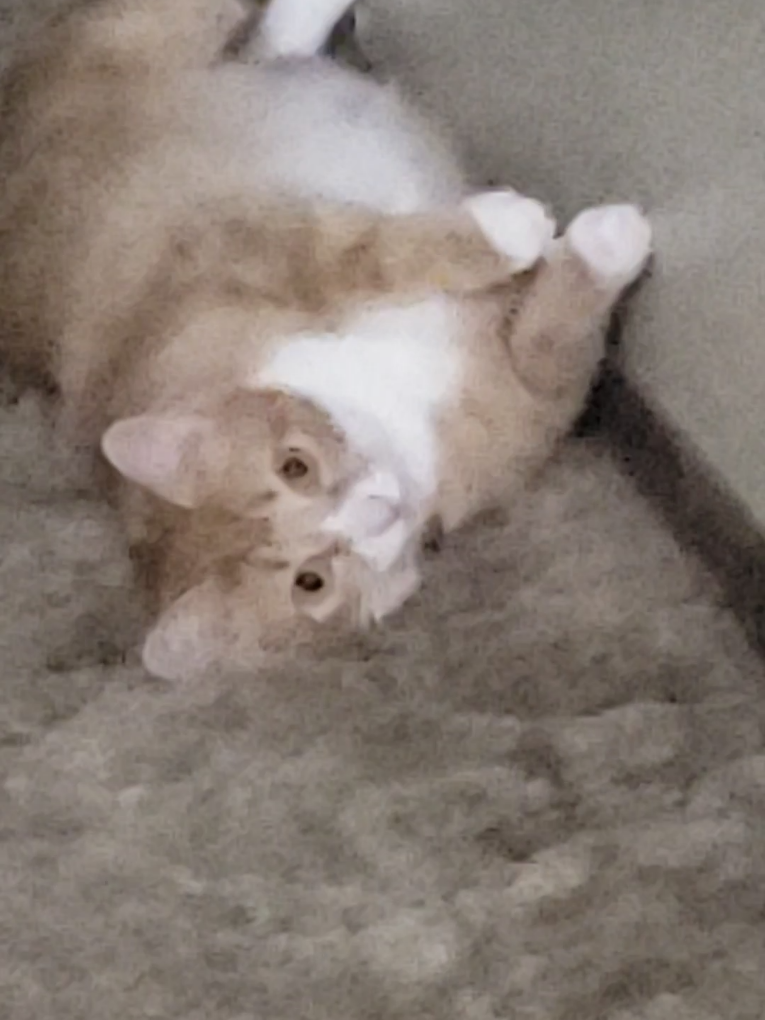 Mona: It's A Trap