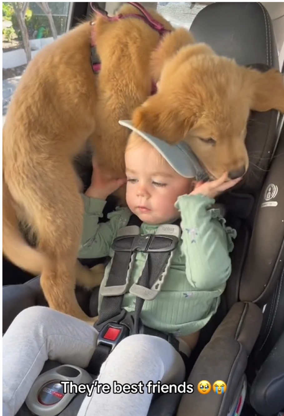 A lifelong playmate!!🤣🤣 #funny #dog #dogsoftiktok #dogvideos #hahaha 