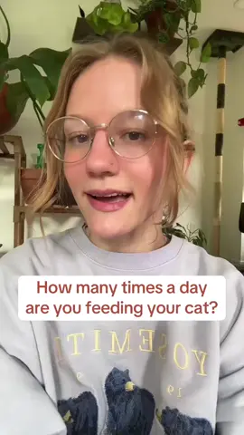 How many times a day do you feed your cat?  #cats #catadvice #catnutrition #catfood #cathelp