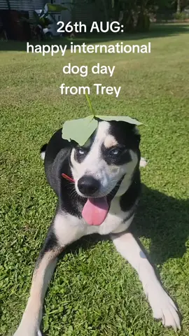#nationaldogday 
