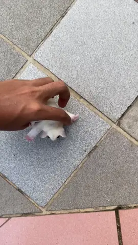 untung remnya pakem 😅 . . . . . #palglider  #sugarglider  #sugargliderbonding  #sugargliderpurwakarta  #sugargliderindonesia 