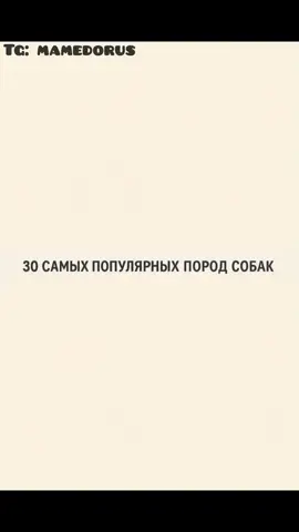 Собачники, общий сбор * * #chatgpt #чатгпт #нейросеть #собака 