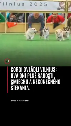 Mesto Vilnius sa na dva dni stalo európskou metropolou corgi a privítalo milovníkov týchto nezameniteľných psíkov z rôznych kútov sveta. 🐾 Corgi Race Vilnius 2025 priniesol bohatý program, v ktorom nechýbali športové výzvy, kreatívne súťaže ani veľa radosti zo spoločného stretnutia. Prvý deň sa niesol v znamení napínavých súťaží vo Vingis Parku. Corgi ukázali svoju rýchlosť v 25 a 50 metrových šprintoch, pobavili obecenstvo v súťaži kostýmov a prekvapili svojou šikovnosťou pri riešení hádaniek.  Nechýbal ani „štekací duel“, v ktorom sa hľadali najhlasnejšie hlasy a najväčší „rozprávači“ medzi štvornohými súťažiacimi. 🐶 Druhý deň sa presunul do historického centra – na Námestie radnice, kde sa konalo Svetové corgi stretnutie.  Zdroj: corgiracevilnius #startitup #corgi #cute #dog #fyp