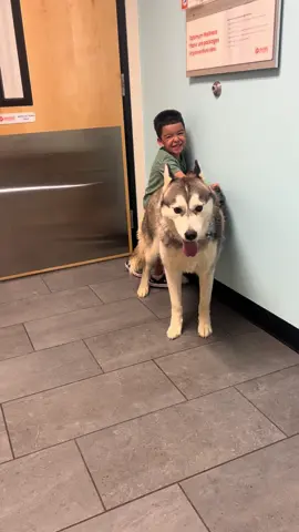 Un día en el veterinario no se quien pasea a quien 🤣🤣🤣🤣#lokitremendo #lovehusky🐕cutedog #familia #husky #amigos 