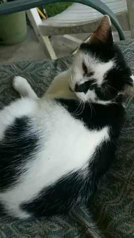 #cats #catsoftiktok #beautifulcats #beautifulcatsoftiktok #catlover 