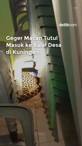 Menurut Kepala BBKSDA Jabar, Agus Arianto, satwa tersebut kini dalam tahap rehabilitasi sementara sambil menunggu proses observasi dan kajian habitat sebelum nantinya dilepasliarkan di kawasan Taman Nasional Gunung Ciremai (TNGC). 