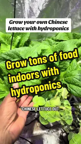 Grow lots of food indoors with hydroponics #andrethefarmer #hydroponics #lettuce #growyourownfood #fyp 