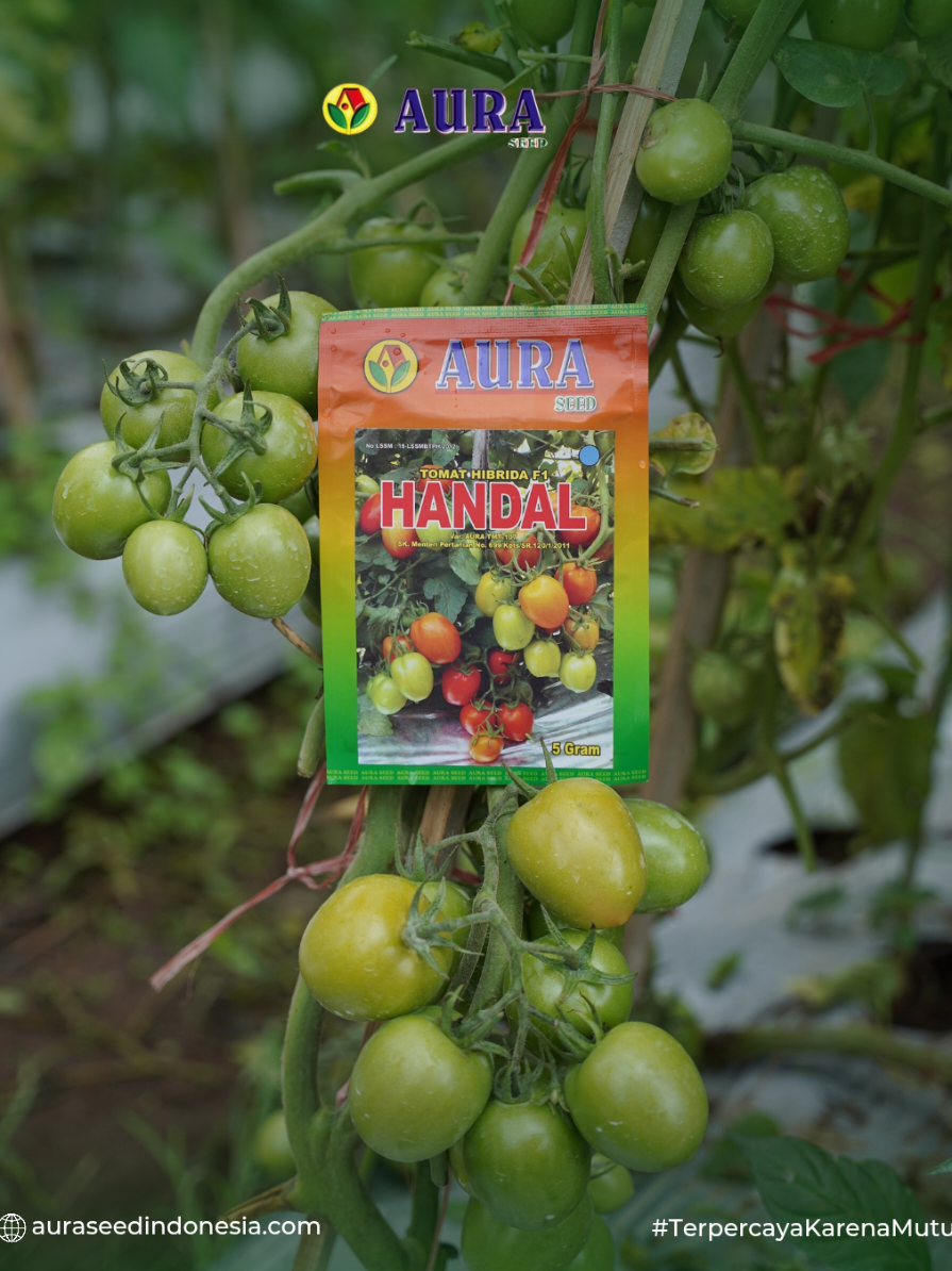 dari bunga mungil bisa jadi buah tomat segede gini, Handal banget kan? Jelas Tomat Handal F1! 🍅 Buahnya lebat, kulit tebal  jadi lebih tahan simpan, Tomat Handal memang handal😍🍅🔥 #AuraSeedIndonesia #TomatHandal #benihunggul #petanitomat #petaniindonesia 