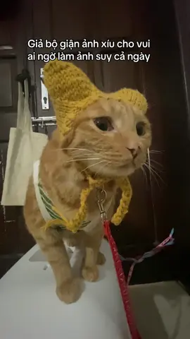 Thui kệ#trending #fyp #cat #yeuquaihinhmeo 