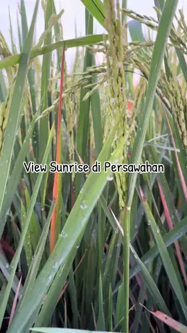 Enjoy the view #viewsawah #viewsunrise #sunrise #pesawahandipedesaan 