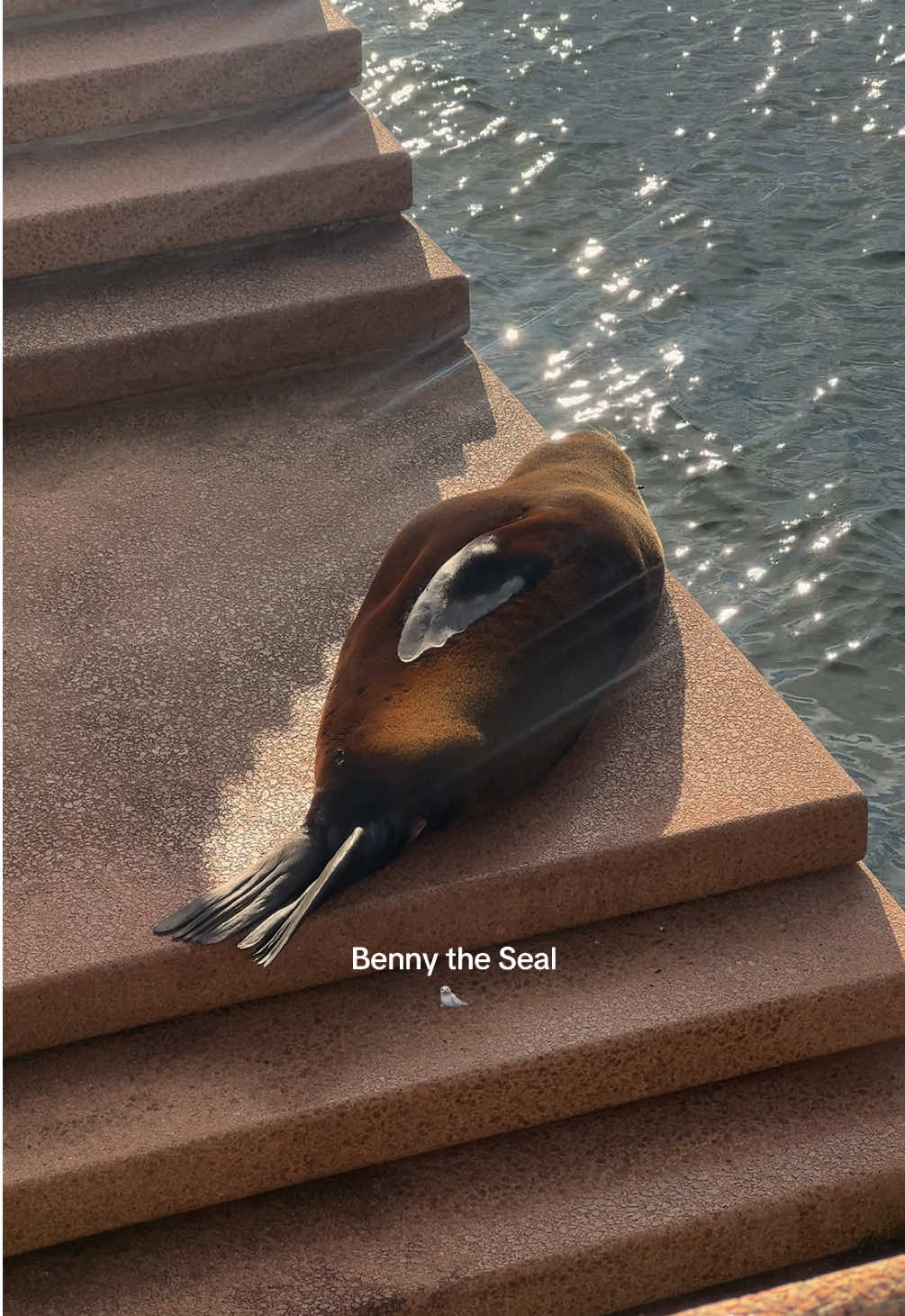 after 4 months of living in sydney i finally met the famous Benny the seal 🦭✨ such an unreal moment and emotions i’ll never forget 🫶🏻☺️ #sydney #operahousesydney #bennytheseal #seal #australia #sydneyharbour #australiatiktok #sydneylife #discoveraustralia 
