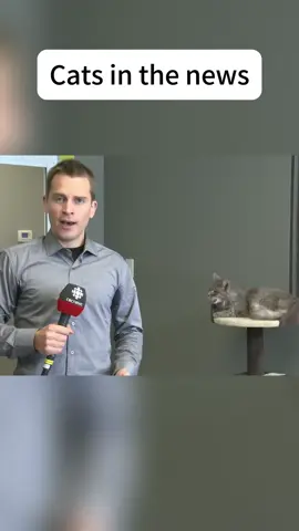 Cats in the news #funny #cat #funnycat #cutecat #tiktok #catsoftiktok #foryou 