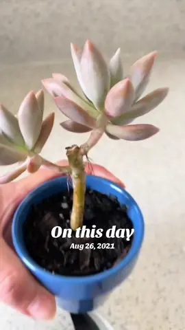 #onthisday Tiene más ventajas que desventajas hacer una poda. 