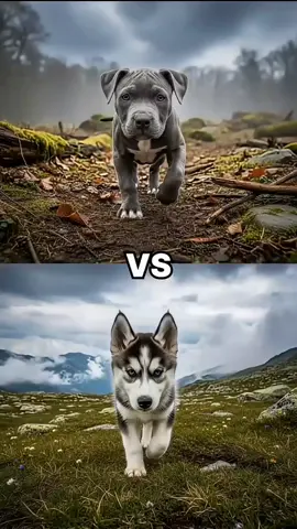 cane curso VS  pitbull 