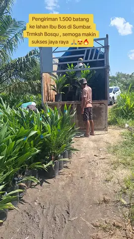 Pengiriman 1.500 batang  ke lahan Ibu Bos di Sumbar.  Trmksh Bosqu , semoga makin sukses jaya raya  🙏😍🔥  #bibitsawitunggul #pengusahasawitriau #pembibitansawit #bibitsertifikat #nursery 