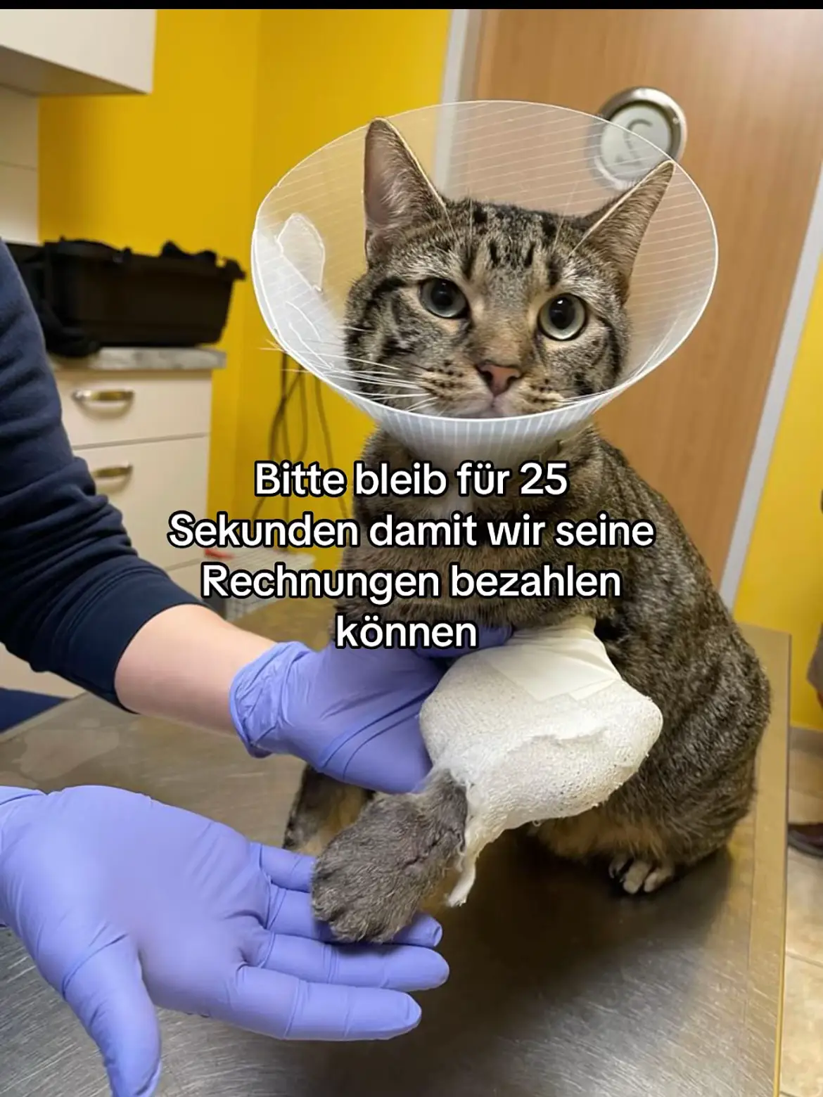 Mit schwerem Herzen wenden wir uns heute an euch. Paypal:sedefakca55@Gmail.com Unser geliebter Kater Aslan hat eine dramatische und traumatische Erfahrung hinter sich. Er ist aus dem fünften Stock gestürzt und hat dabei schwerste Verletzungen erlitten. Sein Bein ist gebrochen, und zusätzlich leidet er an einem Pneumothorax – einer lebensbedrohlichen Verletzung, bei der Luft in den Brustraum eindringt und die Lunge kollabiert. Momentan wird er in einer Tierklinik rund um die Uhr betreut. Die Behandlungskosten sind jedoch immens: Operationen, ärztliche Maßnahmen und die notwendige Pflege belaufen sich insgesamt auf etwa 4.000 Euro. Wir sind unendlich dankbar, dass wir mit eurer Hilfe in unserer ersten Spendenaktion bereits 2.000 Euro sammeln konnten. Leider wurde diese Kampagne ohne Vorwarnung gelöscht, weshalb wir gezwungen waren, eine neue Spendenaktion zu starten. Jetzt werden die bisherigen Spenden nicht mehr angezeigt – aber sie sind sicher bei uns angekommen, und wir haben sie fest eingeplant. Aslan ist mehr als nur ein Tier – er ist Teil unserer Familie, ein treuer Begleiter voller Weisheit und Sanftmut, der uns immer wieder Liebe und Trost schenkt. Jetzt braucht er uns mehr denn je. In solchen Momenten dürfen wir die Hoffnung nicht verlieren. Wir glauben fest daran, dass Mitgefühl und Zusammenhalt jede Hürde überwinden können. Wie der Prophet Muhammad (Friede sei mit ihm) sagte: „Wer die Not eines anderen lindert, dem wird Allah seine eigene Not am Tag der Auferstehung lindern.“ (Bukhari) Deshalb bitten wir euch von Herzen um weitere Unterstützung, damit Aslan seine Behandlung vollständig erhalten kann. Jede noch so kleine Spende zählt — ob 5, 10 oder 50 Euro. Kein Beitrag ist zu gering, um einem geliebten Lebewesen zu helfen. Gemeinsam können wir Wunder bewirken. Für jede Unterstützung danken wir euch von Herzen. Möge Allah euch reich belohnen, euch Gesundheit, Freude und Frieden schenken. Wir beten, dass Aslan bald wieder gesund an unserer Seite ist und seine wunderbare Seele mit uns teilen kann. Möge Allah uns alle mit Liebe, Barmherzigkeit und Dankbarkeit erfüllen #foryou #spende #capcut #fy #fyp 