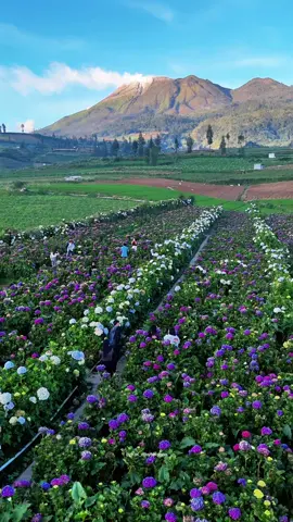🌷Mekarnya suatu bunga bukan untuk dilihat, tapi dirasakan keindahannya ☺️ 🌼🌸 📌 Kebun Bunga Hortensia, Kec Bumiaji, Kota Batu #kebunbungahortensia #kotabatu 