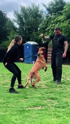 Every warrior needs a weapon…Mine has four legs and bites 😈 • • • #protectiondog #bitework #k9training #dogtok #weapon