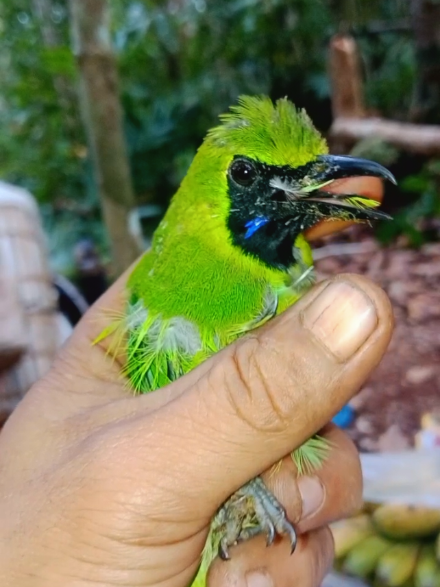 Cucak ijo Asli Aceh  #burung #cucakijo #pikatburung #fyp #viral 