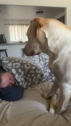 @user4958621853208 she definitely loves her momma! #dogsoftiktok 