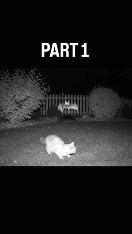 For anyone who missed an episode of The Cat That Brings Gifts at Night 🐱🎁 we’ve put together the full collection of all the videos… perfect to binge-watch! #morecla 