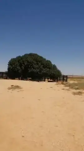 Geedkii uu ku harsaday nabiga scw