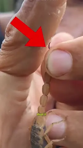 You've probably scrolled past a million videos today, but I guarantee you haven't seen anything like this. This rare footage is a glimpse into a moment so incredible, it feels fake. Seriously, get ready to question everything you thought you knew. Source: The Rarest Tom #creatorsearchinsights #fyp #mindblown #rarevideo #DidYouKnow 