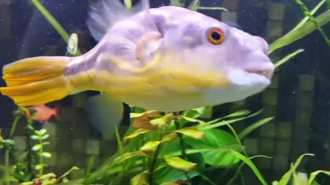 ✨Пряник красавчик ✨ #fahakapuffer #фахака_пряник #фахакапряник #puffer #pufferfish #fahaka #тетрик #тетраодон #рыбся #милота #аквариумныерыбки #аквариумистика #аквариум #милота💕💕💕 #какиеглазки 
