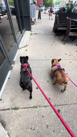 #fyp #therapy #frenchiesoftiktok #beachvibes 
