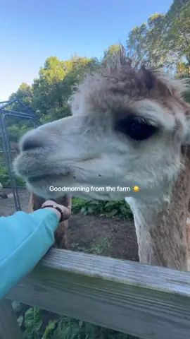 Gm TikTok #alpacas #alpacafarm #alpacasoftiktok 