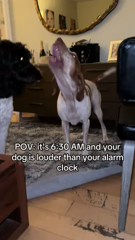 For the love of dogs 😂#braccosoftiktok #dogsoftiktok #fy 