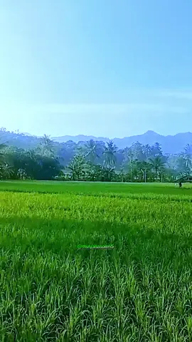 Pemandangan Ds kutamaneuh & situ cibayat. Dunya asa nu urang dua'an.. naha ayeuna beut pipisahan 😊😊🙏🙏 #kutamaneuh  #situcibayat #tegalwaru_karawang  #karawangselatan  #karawang 