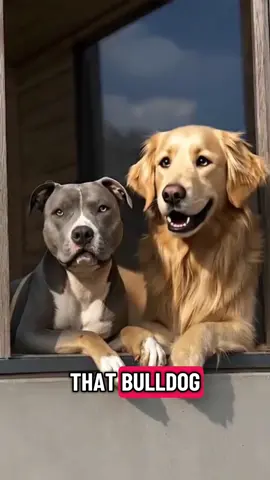 Check out that Bulldog #dogsoftiktok #dogsvideo #pawcast #doglife #funnydogvideosoftiktok 