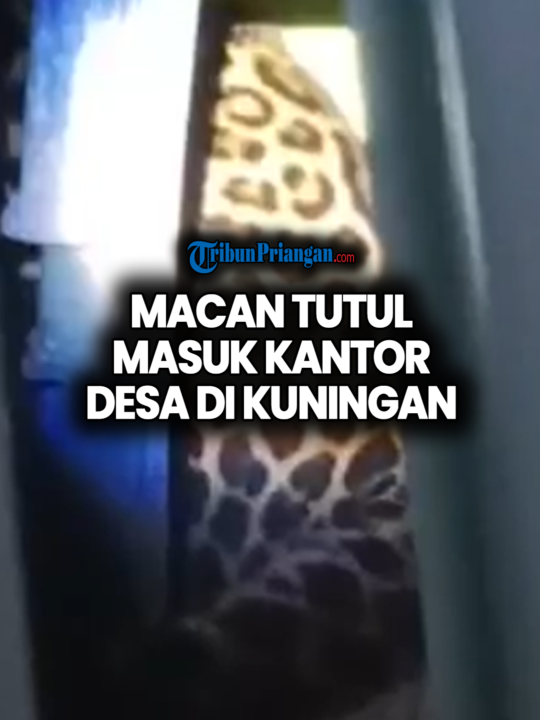 Macan Tutul Masuk Kantor Desa di Kuningan, Warga Segera Hubungi BKSDA untuk Dievakuasi TRIBUNPRIANGAN.COM - Sebuah rekaman video amatir mendadak viral di kalangan warga Kuningan, karena dalam tayangannya, tampak seekor Macan Tutul sedang berada di dalam kantor desa. Diketahui, kantor desa yang disatroni Macan Tutul alias kucing besar itu adalah Kantor Desa Kutamandarakan, Kecamatan Maleber, Kabupaten Kuningan, Jawa Barat, yang lokasinya secara umum merupakan daerah pegunungan dengan suhu yang sejuk lantaran berada di daerah yang lebih tinggi dan dekat dengan Bukit Moncongos, sebelah tenggara Gunung Ciremai. Keberadaan Macan Tutul di kantor desa tersebut berhasil direkam warga melalui video ponselnya yang kemudian disebarkan melalui grup pesan. Kepala Desa Kutamandarakan, Ihak Sunardi membenarkan terkait peristiwa adanya Macan Tutul yang masuk kantor desa. Namun, baik perekam video maupun warga lainnya tidak ada yang tahu sejak kapan Macan Tutul tersebut berada di dalam kantor desa tersebut. Pasalnya, kantor Desa tersebut merupakan kantor desa lama yang sudah tidak digunakan oleh petugas perangkat desa. Hingga saat ini, lanjut Ihak, belum ada laporan Macan Tutul itu mengganggu warga atau menyerang hewan peliharaan warga. Namun, pihak desa sudah melakukan kordinasi dengan petugas BPBD dan BKSDA Cirebon supaya sang macan tutul bisa dievakuasi. (*) Jurnalis: Ahmad Ripai Video: Istimewa Prod. Video: Aldi M Perdana Ikuti juga informasi melalui akun media sosial dan website kami: Website: https://priangan.tribunnews.com/  Instagram: https://www.instagram.com/tribunpriangan Facebook: https://www.facebook.com/TribunPriangan Tiktok: https://www.tiktok.com/@tribunpriangan.com #macantutul #kantordesa #kuningan #jawabarat #desakutamandarakan #bksdacirebon