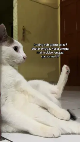 makan tidur main makan tidur main, gitu doang bosen gak sih #kucing #fyppppppppppppppppppppppp 