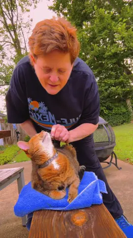 Parker #catsoftiktok #cats #womenover50 #lgbtqia #findthebird 