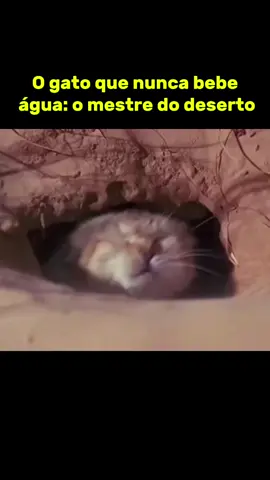 O incrível gato-das-areias sobrevive no deserto sem nunca beber água. Descubra seus segredos de sobrevivência.#AnimaisSelvagens #Natureza #Curiosidades #deserto 